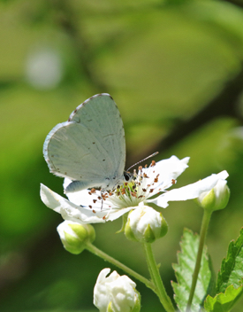 Appalachian Azure